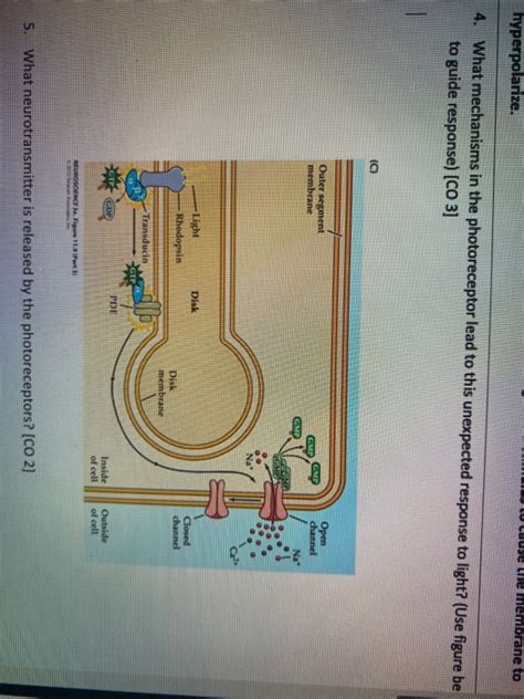 Solved hyperpolarize. use the membrane to 4. What mechanisms | Chegg.com