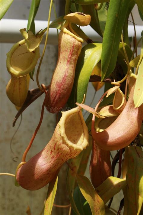 Carnivorous `pitcher Plant` Nepenthes Ventricosa Stock Image Image