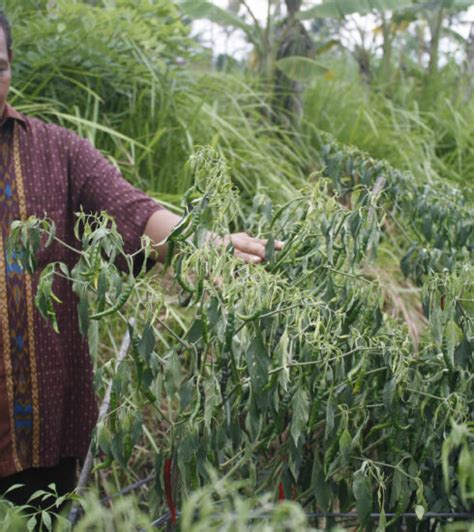 pokok layu fusarium hijau khidir