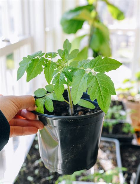How To Grow Chinese Vegetables The Woks Of Life