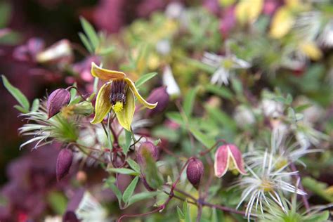 Clematis for Shade - BBC Gardeners World Magazine