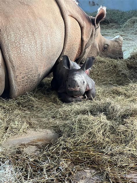 Video Baby Rhino Calf Born At Tanganyika Wildlife Park In Kansas