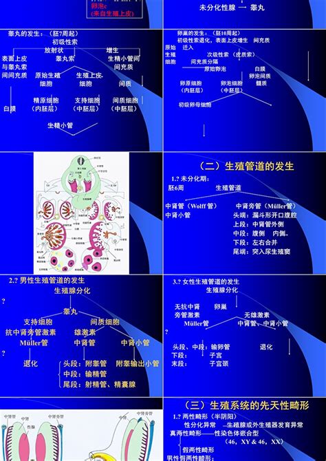 组织学与胚胎学 生殖系统的发生ppt模板卡卡办公