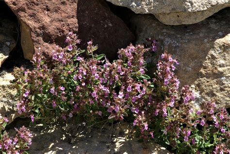 Teucrium Chamaedrys L Camedrio World Flora Pl Ntnet Identify