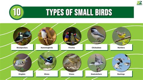 10 Types Of Small Birds With Pictures A Z Animals