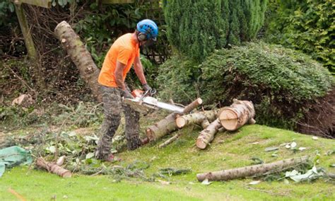 Tree Surgery Neil Walker Landscaping