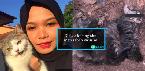 Sedih Tengok 7 Kucing Kesayangan Mati Disebabkan Virus Parvo