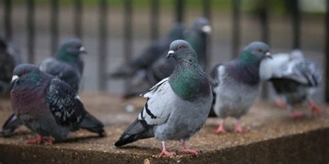 Comment Traiter Des Pigeons