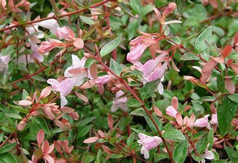 Abelia X Grandiflora Edward Goucher Vaso Pistoia Piante Online