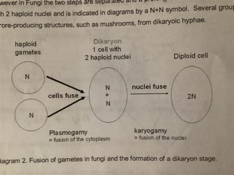 Bio Lab Quiz Flashcards Quizlet