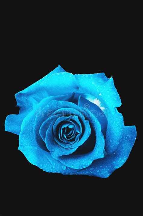 One Blue Rose On A Dark Background Stock Image Image Of Head Light