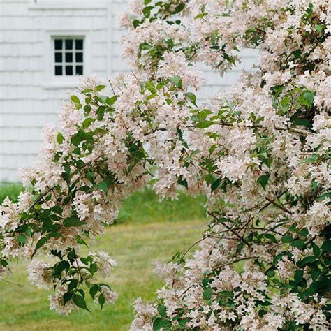 13 Summer Flowering Shrubs That Are Super Easy To Grow Flowering