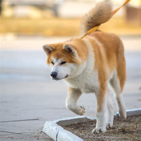 Shiba Inu Japanese Dog Portrait Young Akita Inu Dog Looking For Stock