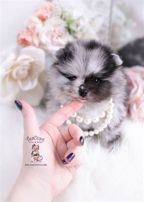 Pomeranian Blue Merle Puppies Miami 258 B Teacup Puppies Boutique