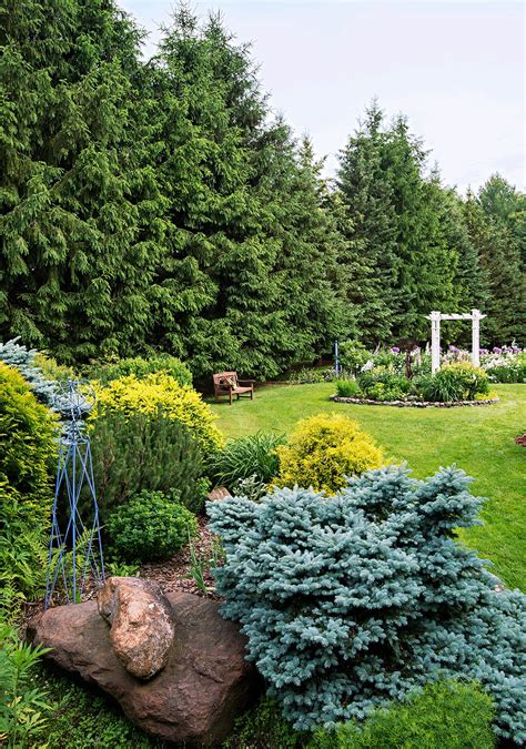 25 Best Evergreen Trees for Privacy and Year-Round Greenery