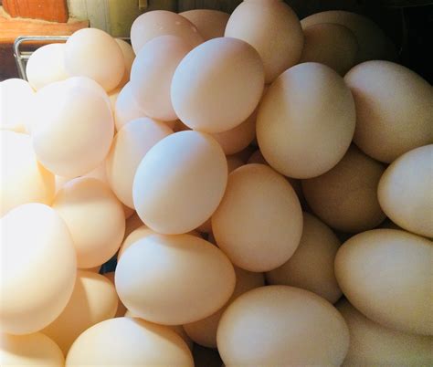 Half Dozen Duck Egg Csa Membership Kw Homestead