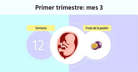 Semana De Embarazo Qu Se Puede Ver En La Ecograf A