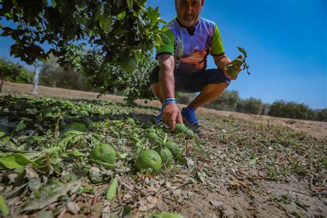 El Granizo Arrasa Hect Reas En Orihuela Y Benferri Y Provoca