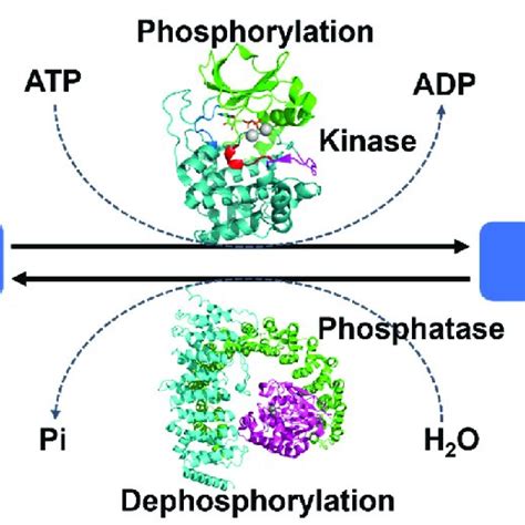 The overall mechanism of protein phosphorylation regulated by protein ...