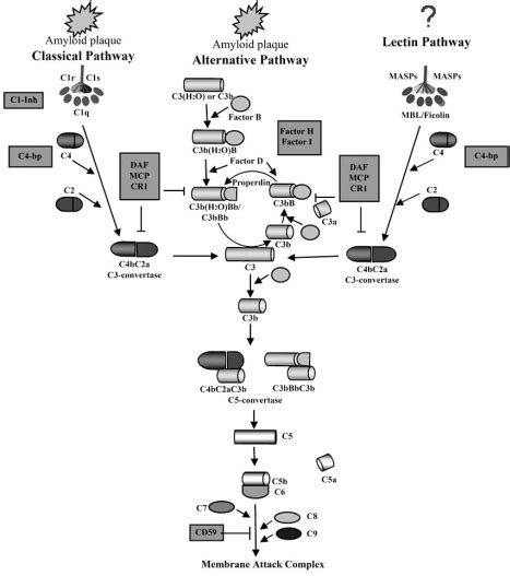 The Complement System In Ad Binding Of C1q And C3 To Amyloid Plaques