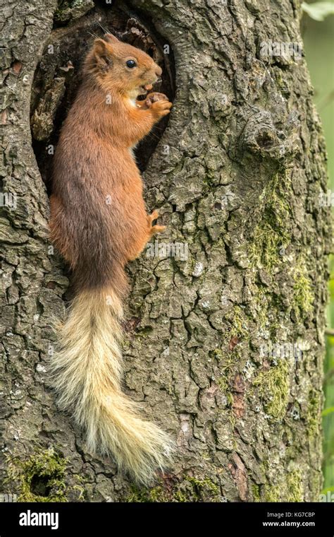 Squirrel tree hole hi-res stock photography and images - Alamy