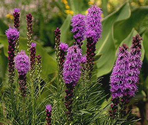 Cylindrical Blazing Star Ubicaciondepersonascdmxgobmx