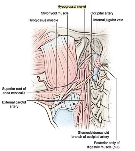 Easy Notes On 【Hypoglossal Nerve】Learn in Just 3 Minutes!