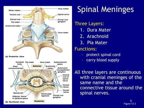 Ppt Chapter The Spinal Cord Spinal Nerves And Spinal Reflexes