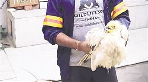 Endangered Species Egyptian Vulture Rescued From Temple After Priest