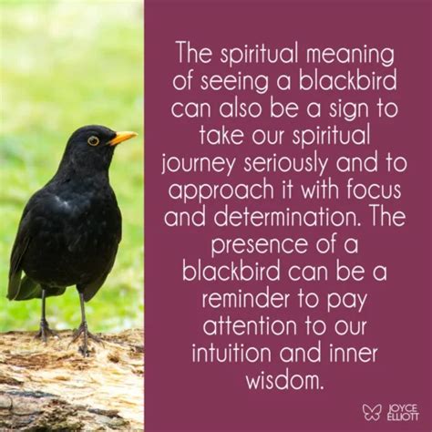 Blackbird Symbolism & Meaning: 7 Hidden Interpretations - Joyce Elliott