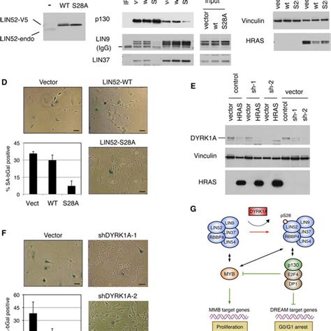 Dyrk1a And Intact Lin52 S28a Contribute To Oncogenic Ras Induced