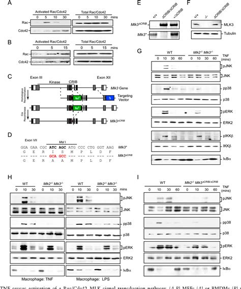 Figure From Tnf Stimulated Map Kinase Activation Mediated By A Rho