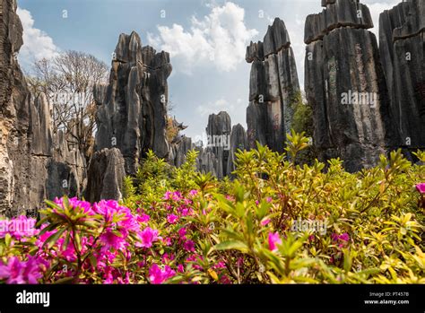 Stone Forest Shilin Yunnan China Stock Photo Alamy