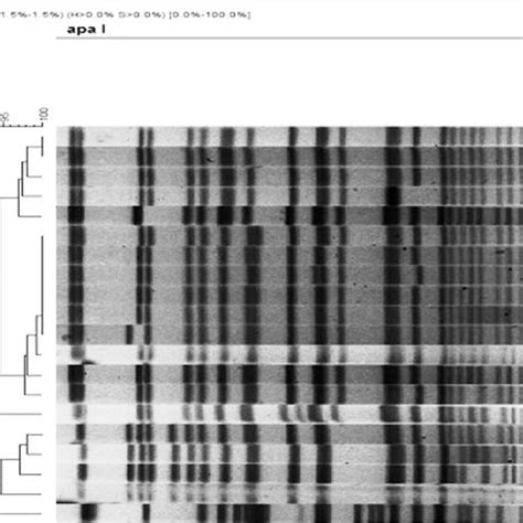 Pfge Profiles Of Apai Digested Genomic Dna From Clinical And