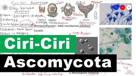 Ciri Ciri Ascomycota Serta Contoh Dan Peranan Ascomycota Kingdom