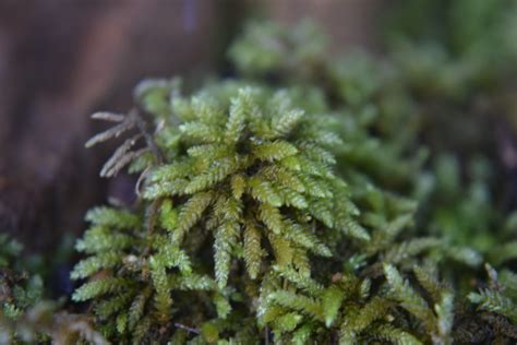 Glasswort Feather Moss Bryophyta Mosses Of Vancouver Island