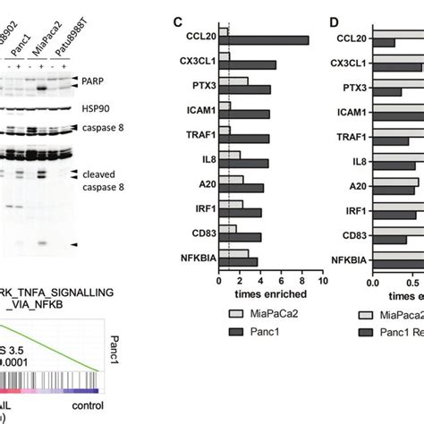 A20 Is A Trail Inducible Target Gene In Trail Resistant Pdac Cells A