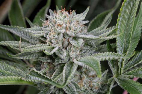 Gorilla Semi Femm Dinafem Seeds Santaplanta Grow Shop