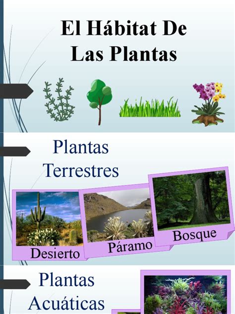 Hábitat De Las Plantas Pdf