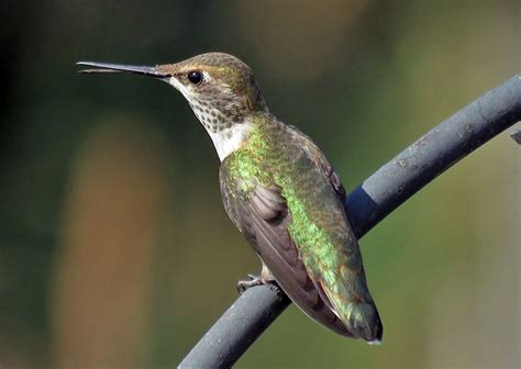 Rufous Hummingbird Female Birdnote