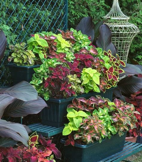 17 Spectacular Coleus Varieties For Sun Tips To Grow Artofit