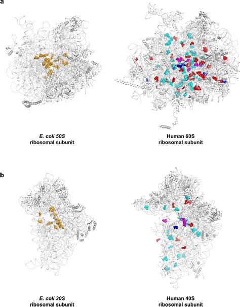 Rrna Modifications In E Coli And Human Ribosomal Subunits A Large