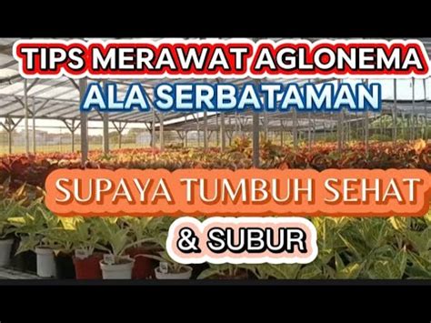 Tips Merawat Aglonema Ala Serbataman Supaya Tumbuh Sehat Dan Subur