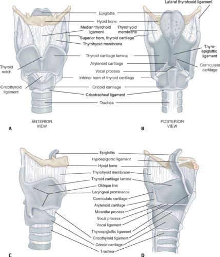 Anatomy Of Phonation Flashcards Quizlet