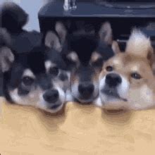 Doggos GIFs | Tenor