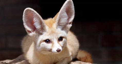 15 Animals with Big Ears (and Why They Have Them) - A-Z Animals