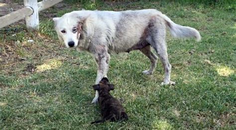 Un husky malade et indésirable trouve le bonheur lorsque son ancien