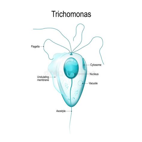 Estructura De Trichomonas Ilustración Del Vector Ilustración De Sexual