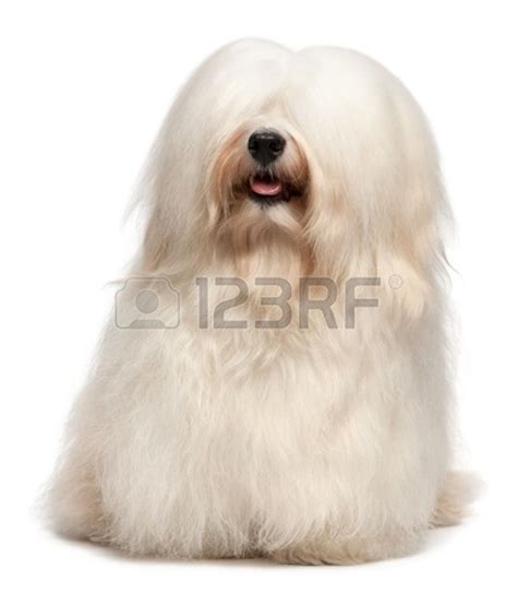 A Cute Happy Sitting Cream Havanese Male Dog With Long Hair Isolated