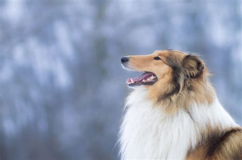 Sta Facendo Il Giro Del Mondo Ecco A Voi L Uomo Diventato Cane